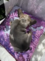 Candy, a female French Bulldog for sale in Mayo, FL – 4 of 10