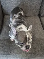 Seven , a male French Bulldog for sale in Sacramento, CA – 5 of 5