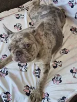 Bellamay, a female French Bulldog for sale in Sacramento, CA – 4 of 4