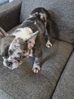 Seven , a male French Bulldog for sale in Sacramento, CA – 3 of 5