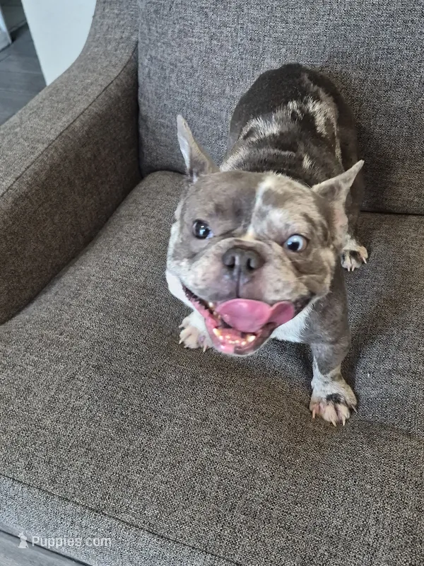 Seven  – French Bulldog puppy for sale in Sacramento, CA