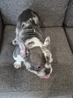 Seven , a male French Bulldog for sale in Sacramento, CA – 2 of 5