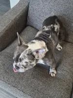 Seven , a male French Bulldog for sale in Sacramento, CA – 4 of 5