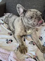 Bellamay, a female French Bulldog for sale in Sacramento, CA – 3 of 4