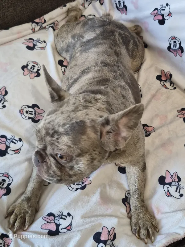 Bellamay – French Bulldog puppy for sale in Sacramento, CA