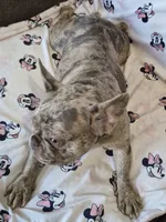 Bellamay, a female French Bulldog for sale in Sacramento, CA – 1 of 4