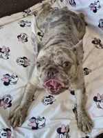 Bellamay, a female French Bulldog for sale in Sacramento, CA – 2 of 4