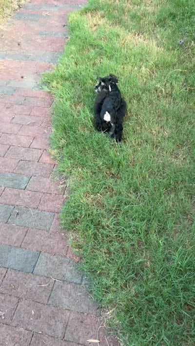 AKC Alfie, a male Miniature Schnauzer for sale in Sarasota, FL – 7 of 7