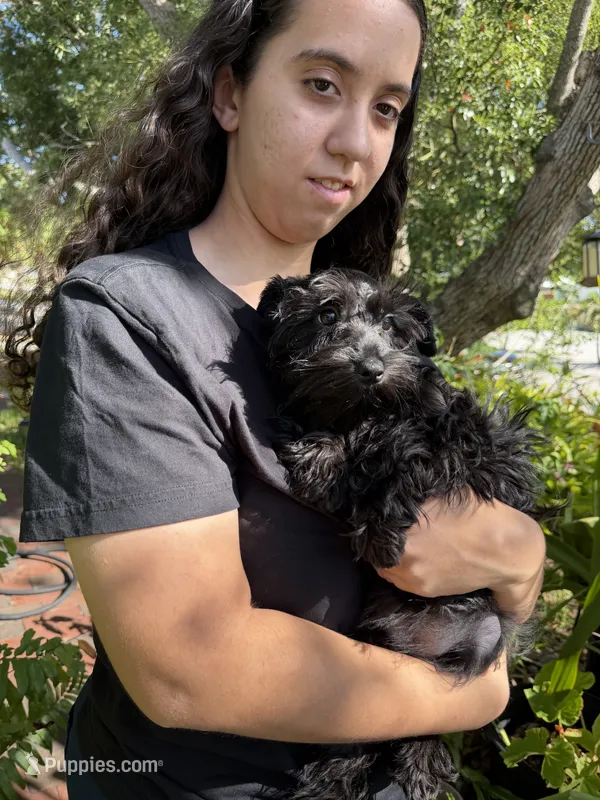 AKC Ellie Mae – Miniature Schnauzer puppy for sale in Sarasota, FL