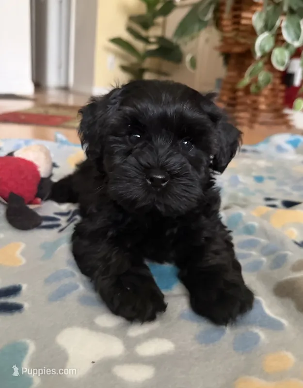 AKC Jet – Miniature Schnauzer puppy on hold in Sarasota, FL