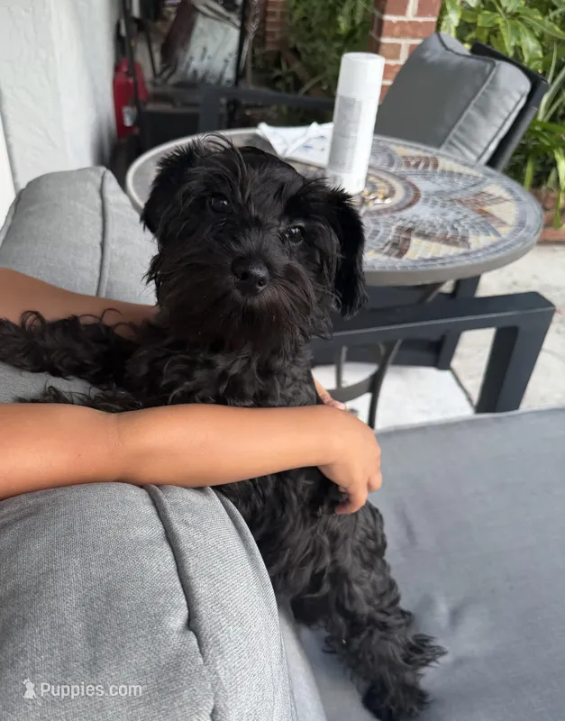 AKC Ellie Mae – Miniature Schnauzer puppy for sale in Sarasota, FL