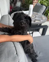 AKC Ellie Mae, a female Miniature Schnauzer for sale in Sarasota, FL – 3 of 6