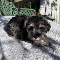 AKC Donna, a female Miniature Schnauzer for sale in Sarasota, FL – Photo 3 of 3