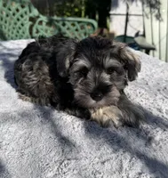AKC Donna, a female Miniature Schnauzer for sale in Sarasota, FL – Photo 2 of 3