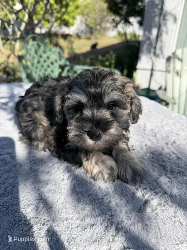 AKC Donna – Miniature Schnauzer puppy for sale in Sarasota, FL