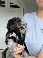 AKC Rose, a female Miniature Schnauzer for sale in Sarasota, FL – 3 of 3