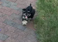 AKC Alfie, a male Miniature Schnauzer for sale in Sarasota, FL – 2 of 7