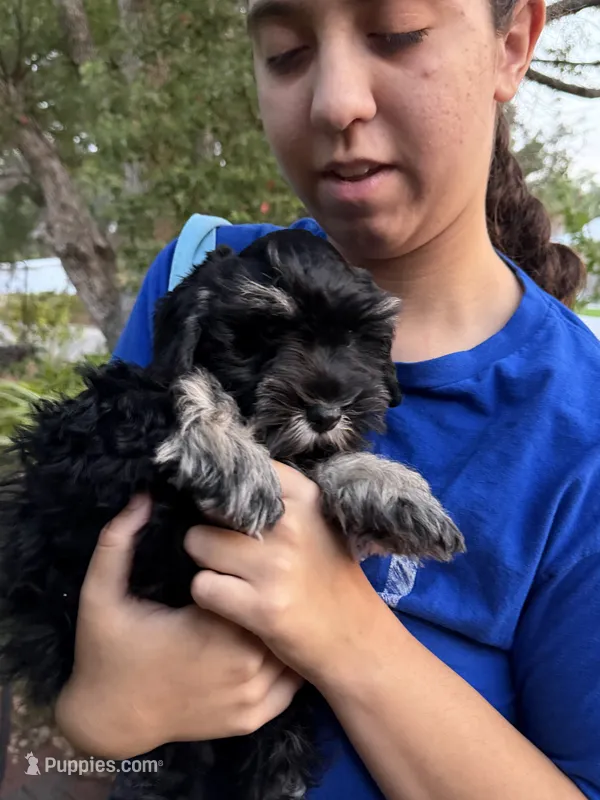 AKC Max – Miniature Schnauzer puppy for sale in Sarasota, FL