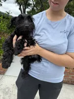 AKC Ellie Mae, a female Miniature Schnauzer for sale in Sarasota, FL – 1 of 4
