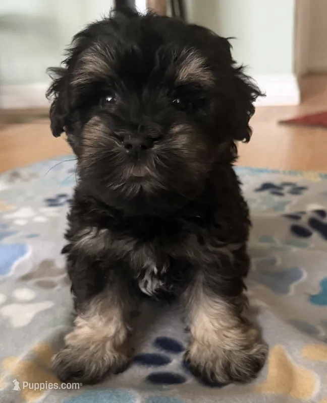 AKC Alfie  – Miniature Schnauzer puppy for sale in Sarasota, FL