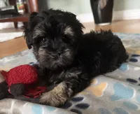 AKC Alfie , a male Miniature Schnauzer for sale in Sarasota, FL – 5 of 5