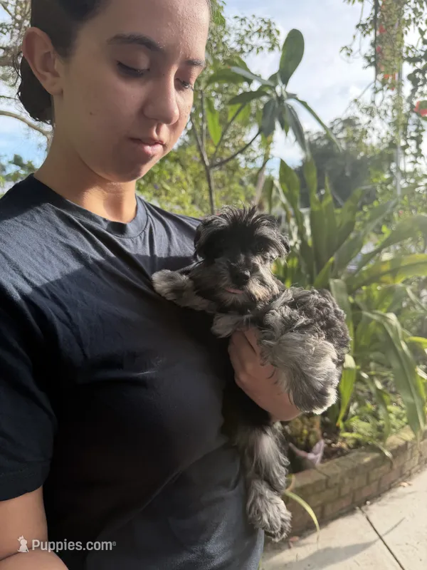 AKC Rose – Miniature Schnauzer puppy for sale in Sarasota, FL