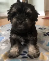 Alfie, a male Miniature Schnauzer for sale in Sarasota, FL – 1 of 4