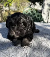 AKC Rose, a female Miniature Schnauzer for sale in Sarasota, FL – Photo 1 of 4