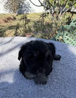 AKC Rose, a female Miniature Schnauzer for sale in Sarasota, FL – Photo 3 of 4