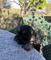 AKC Rose, a female Miniature Schnauzer for sale in Sarasota, FL – Photo 4 of 4