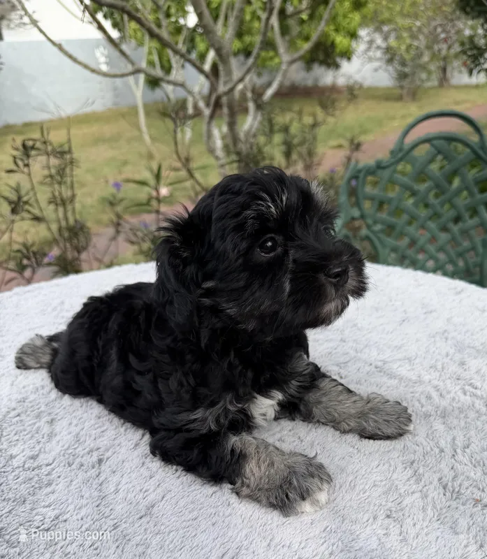 AKC Rose – Miniature Schnauzer puppy for sale in Sarasota, FL