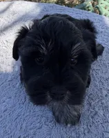 AKC Rose, a female Miniature Schnauzer for sale in Sarasota, FL – Photo 2 of 4