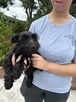 AKC Ellie Mae, a female Miniature Schnauzer for sale in Sarasota, FL – 3 of 4