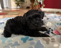 AKC Jet, a male Miniature Schnauzer for sale in Sarasota, FL – 4 of 5