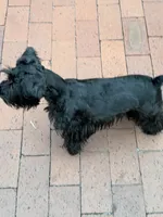 Ellie Mae, a female Miniature Schnauzer for sale in Sarasota, FL – 2 of 4