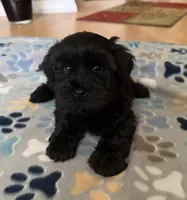 AKC Jet, a male Miniature Schnauzer for sale in Sarasota, FL – 2 of 5