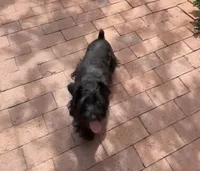 Ellie Mae, a female Miniature Schnauzer for sale in Sarasota, FL – 3 of 4