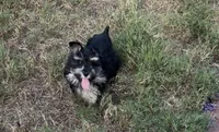 AKC Alfie, a male Miniature Schnauzer for sale in Sarasota, FL – 4 of 7