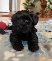 AKC Jet, a male Miniature Schnauzer for sale in Sarasota, FL – 5 of 5