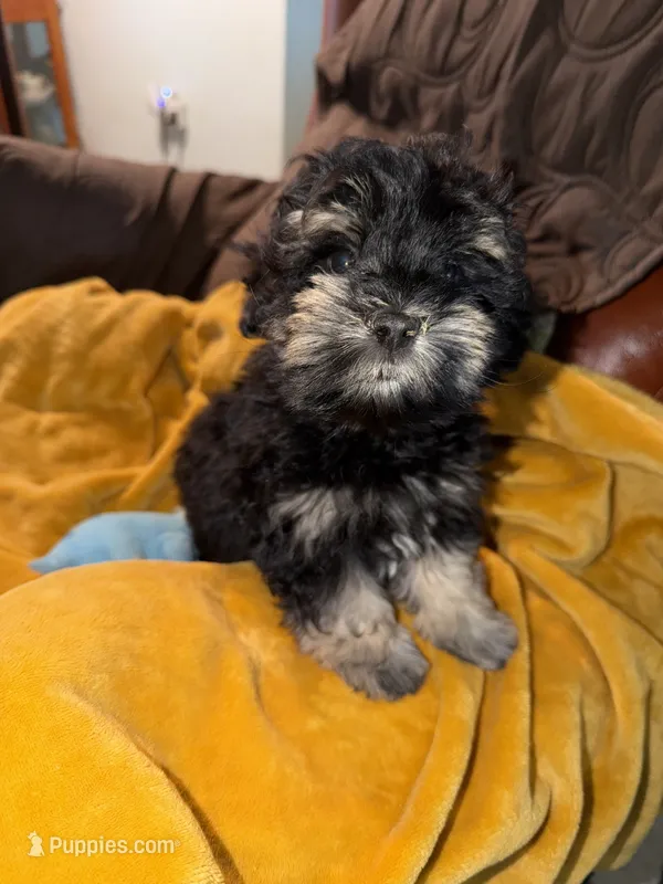 AKC Alfie  – Miniature Schnauzer puppy for sale in Sarasota, FL