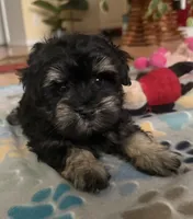 AKC Alfie , a male Miniature Schnauzer for sale in Sarasota, FL – 1 of 5