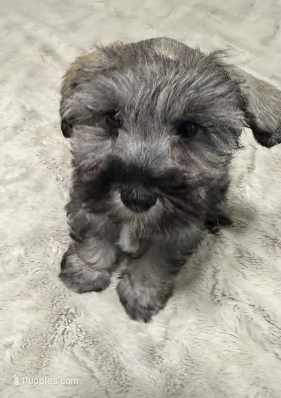 AKC Chelsie – Miniature Schnauzer puppy for sale in Sarasota, FL
