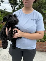AKC Ellie Mae, a female Miniature Schnauzer for sale in Sarasota, FL – 4 of 4