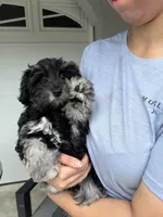 AKC Rose, a female Miniature Schnauzer for sale in Sarasota, FL – 2 of 3
