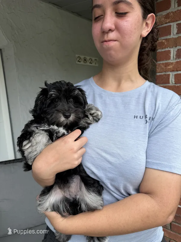 AKC Rose – Miniature Schnauzer puppy for sale in Sarasota, FL