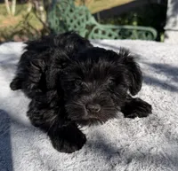 AKC Ellie Mae, a female Miniature Schnauzer for sale in Sarasota, FL – Photo 4 of 4