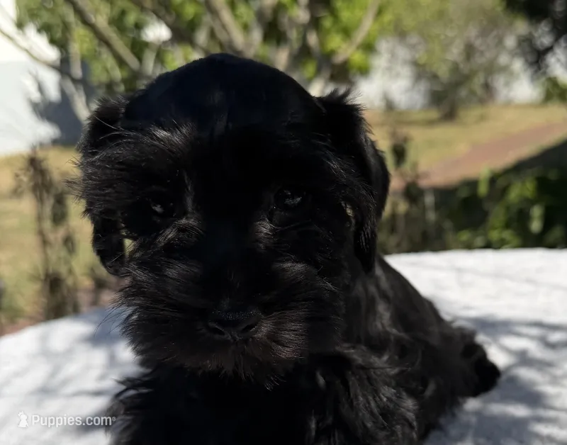 AKC Ellie Mae – Miniature Schnauzer puppy for sale in Sarasota, FL
