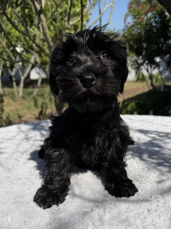 AKC Ellie Mae – Miniature Schnauzer puppy for sale in Sarasota, FL