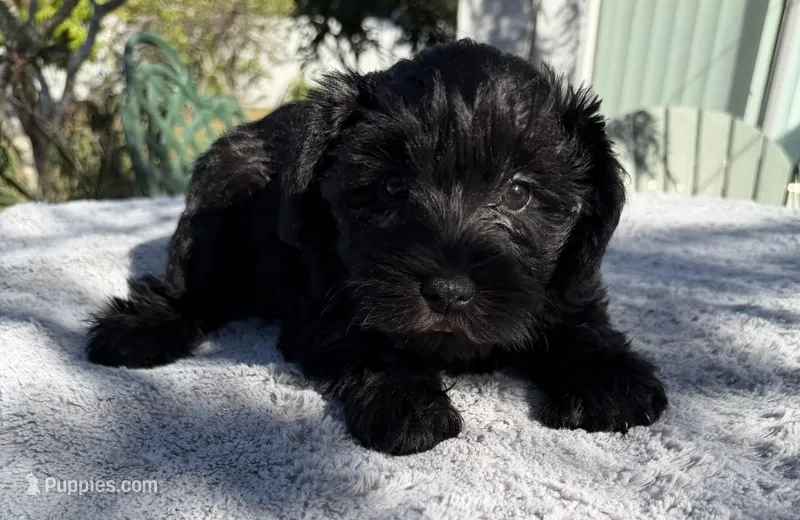 AKC Ellie Mae – Miniature Schnauzer puppy for sale in Sarasota, FL