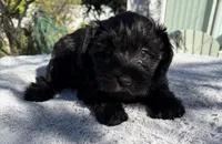 AKC Ellie Mae, a female Miniature Schnauzer for sale in Sarasota, FL – Photo 1 of 4